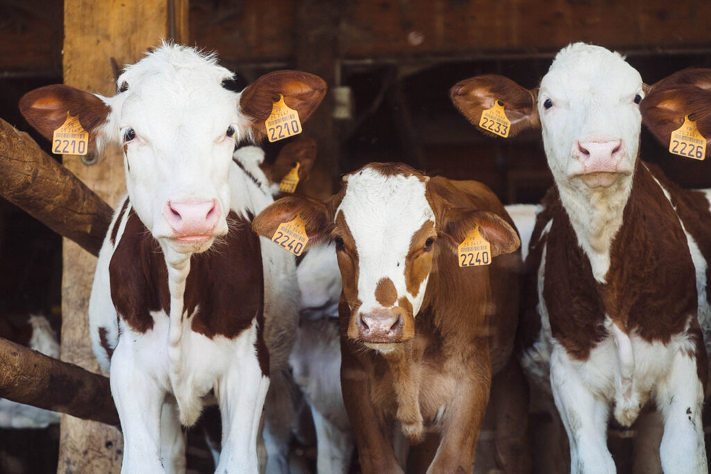 Three young brown and white calves with identifier tags on their ears in a barn.